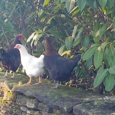 Characterful Cotswold Cottage 赛伦塞斯特 外观 照片